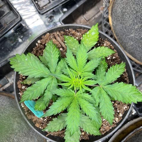 Hawaii Maui Waui Automatic growlog timeline photo