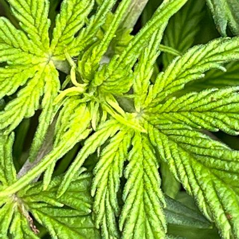 Hawaii Maui Waui Automatic growlog timeline photo