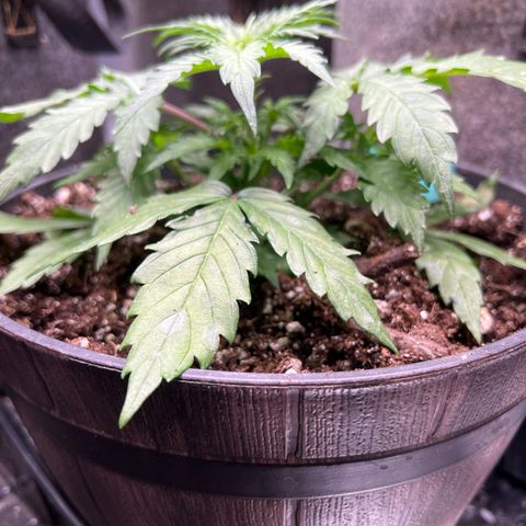 Hawaii Maui Waui Automatic growlog timeline photo