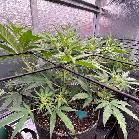 Blueberry Kush Automatic growlog timeline photo