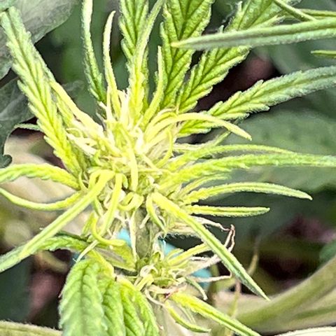 Blueberry Kush Automatic growlog timeline photo