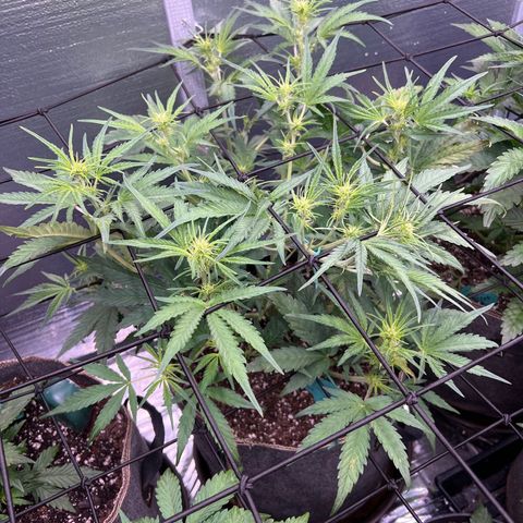 Blueberry Kush Automatic growlog timeline photo