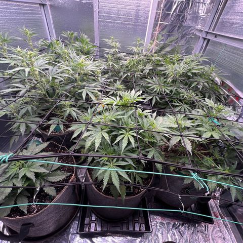 The volunteer (Maui Waui) growlog timeline photo