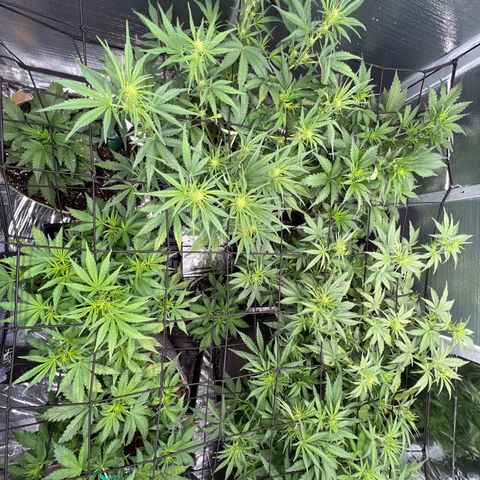The volunteer (Maui Waui) growlog timeline photo