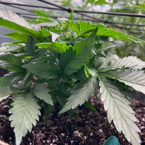 The volunteer (Maui Waui) growlog timeline photo