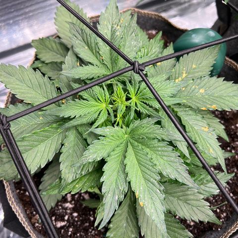 The volunteer (Maui Waui) growlog timeline photo