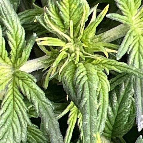 The volunteer (Maui Waui) growlog timeline photo