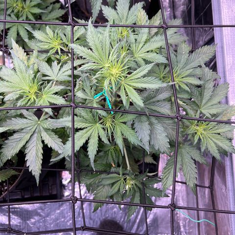Maui waui 2 growlog timeline photo