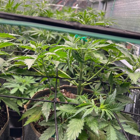 Maui waui 2 growlog timeline photo