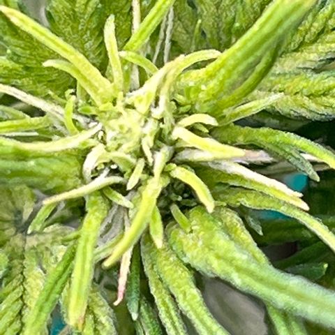 Maui waui 2 growlog timeline photo
