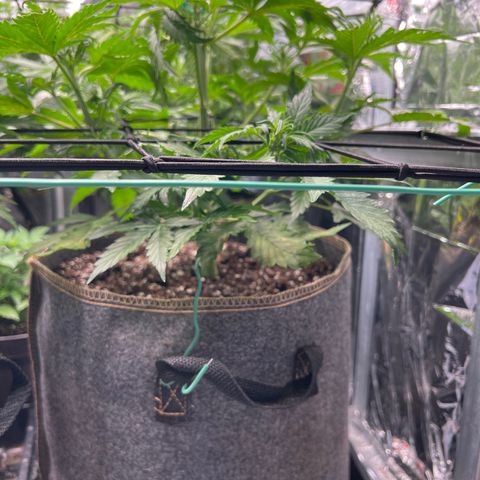 Maui waui 2 growlog timeline photo