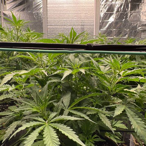 Original Auto Jack Herer growlog timeline photo