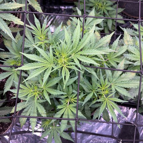 Original Auto Jack Herer growlog timeline photo