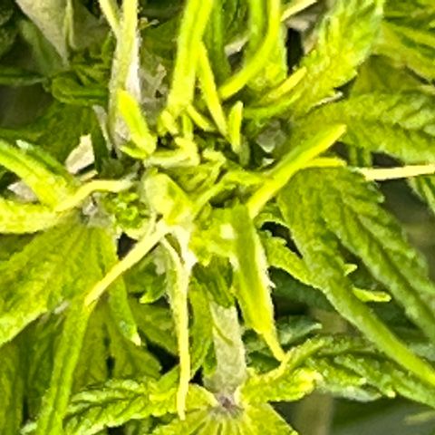 Original Auto Jack Herer growlog timeline photo