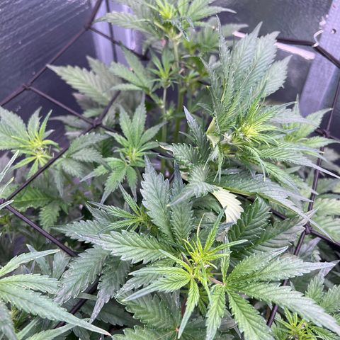 Arctic Sunset growlog timeline photo
