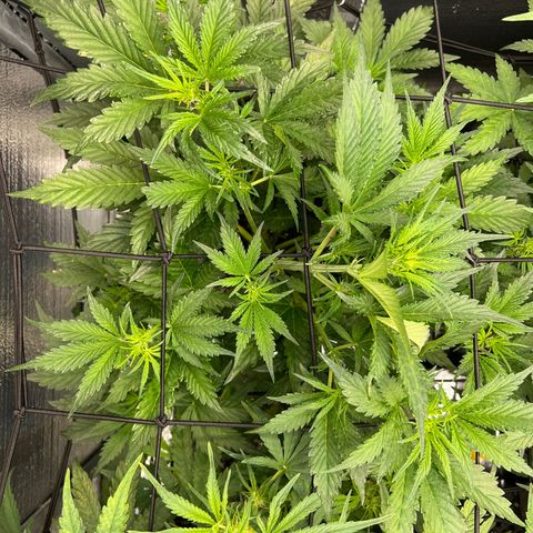 Arctic Sunset growlog timeline photo