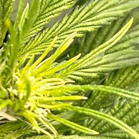 Arctic Sunset growlog timeline photo