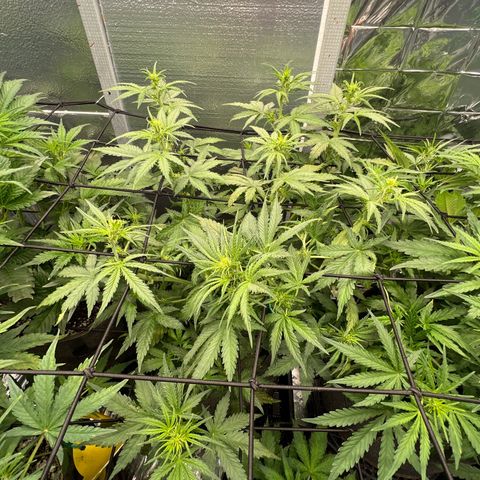 Mimosa Cake Auto growlog timeline photo