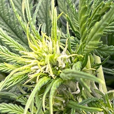 Mimosa Cake Auto growlog timeline photo