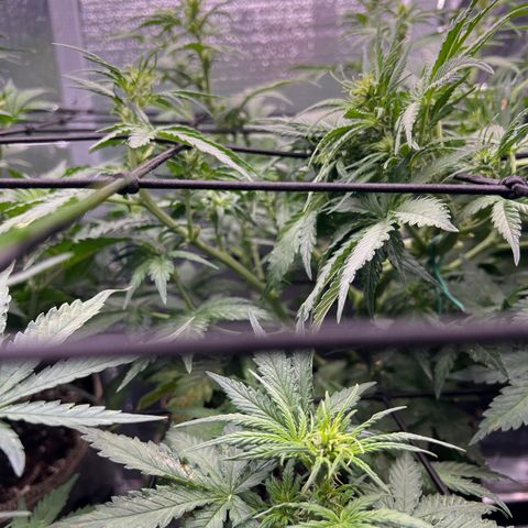 Mimosa Cake Auto growlog timeline photo
