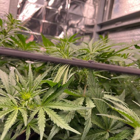 Wedding Glue Auto growlog timeline photo