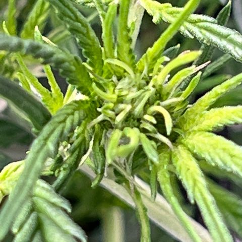 Wedding Glue Auto growlog timeline photo