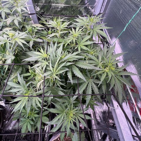 Wedding Glue Auto growlog timeline photo