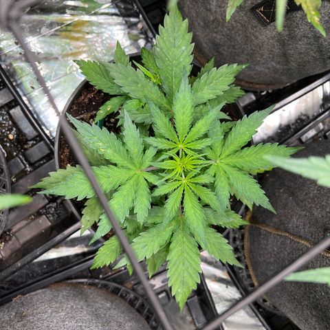 Hawaii Maui Waui Automatic growlog timeline photo