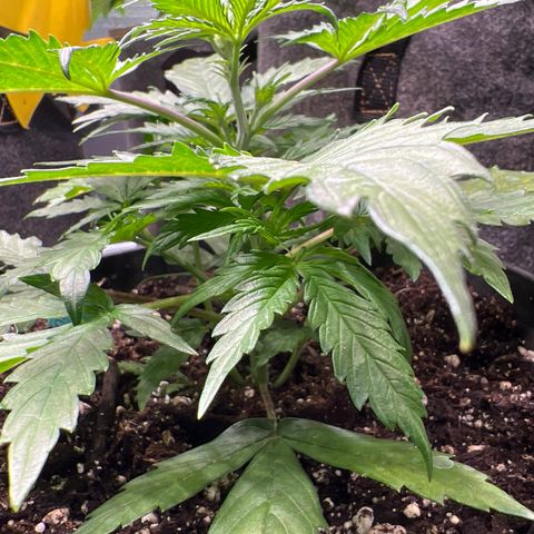 Hawaii Maui Waui Automatic growlog timeline photo