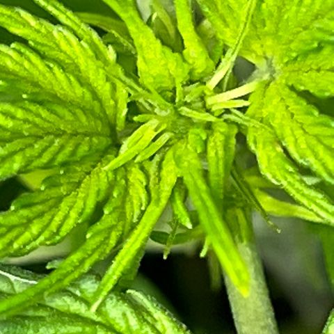 Hawaii Maui Waui Automatic growlog timeline photo