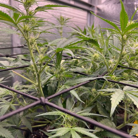 Blueberry Kush Automatic growlog timeline photo