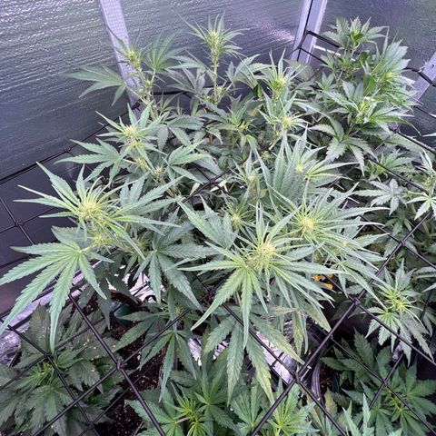 Blueberry Kush Automatic growlog timeline photo