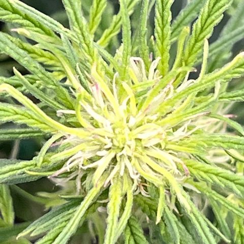 Blueberry Kush Automatic growlog timeline photo
