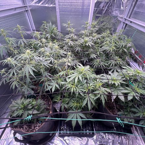 The volunteer (Maui Waui) growlog timeline photo