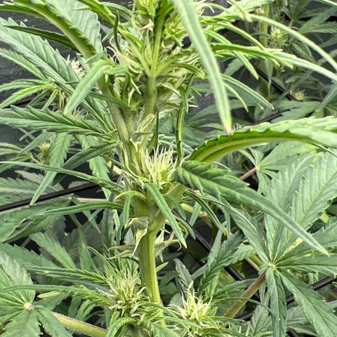 Blueberry Kush Automatic growlog timeline photo