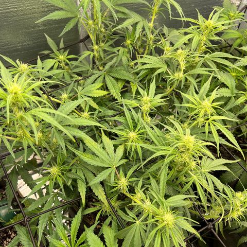 Blueberry Kush Automatic growlog timeline photo
