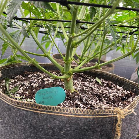 Blueberry Kush Automatic growlog timeline photo