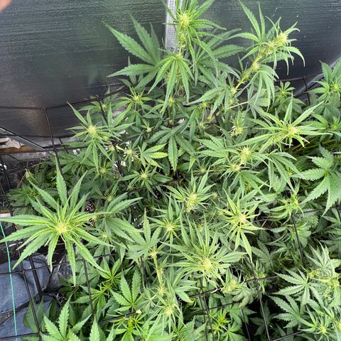Blueberry Kush Automatic growlog timeline photo