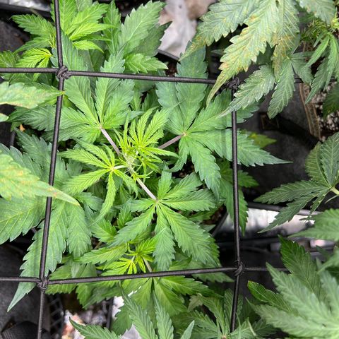 Hawaii Maui Waui Automatic growlog timeline photo