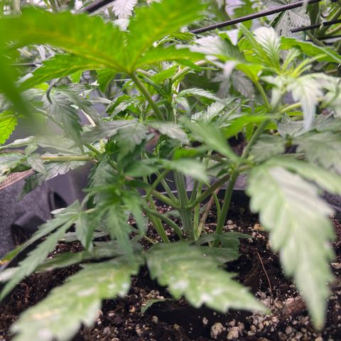 Hawaii Maui Waui Automatic growlog timeline photo