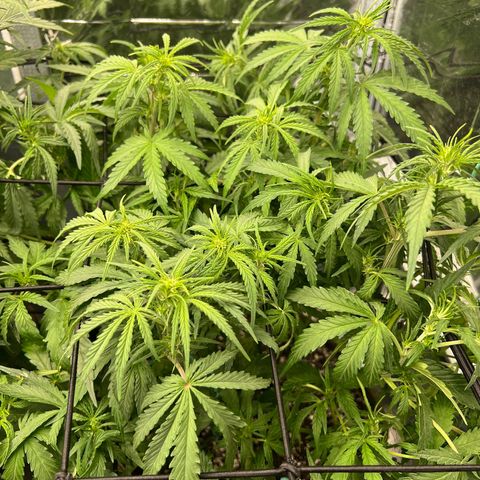 Wedding Glue Auto growlog timeline photo