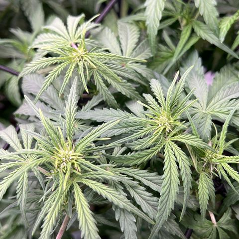 Wedding Glue Auto growlog timeline photo
