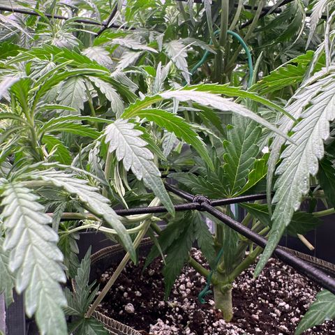 Wedding Glue Auto growlog timeline photo