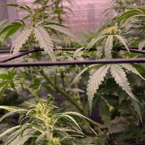Mimosa Cake Auto growlog timeline photo