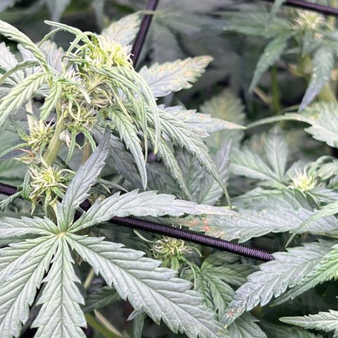 Mimosa Cake Auto growlog timeline photo