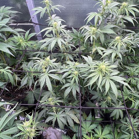 Mimosa Cake Auto growlog timeline photo