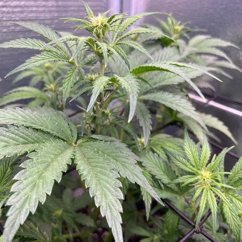 Arctic Sunset growlog timeline photo