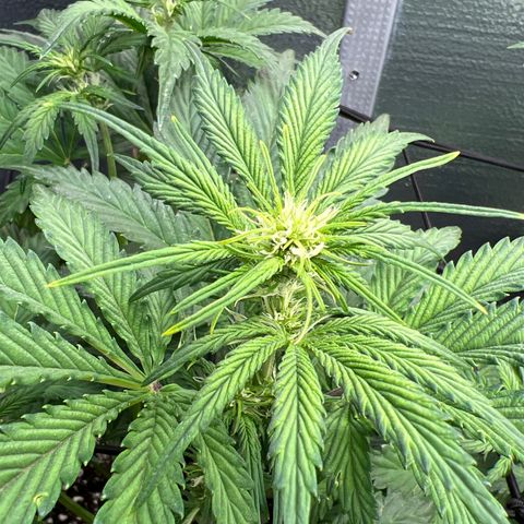Arctic Sunset growlog timeline photo