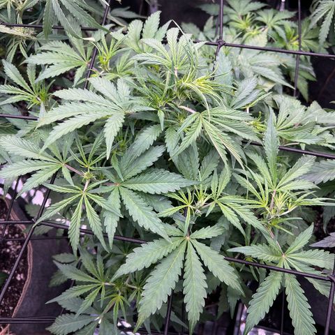 Original Auto Jack Herer growlog timeline photo