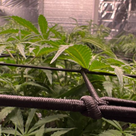 Original Auto Jack Herer growlog timeline photo